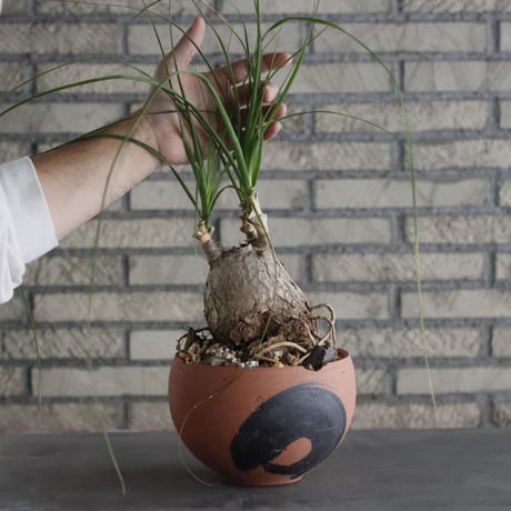 Beaucarnea recurvata × N/OH(6号)  no.906/0