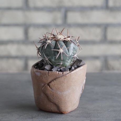 Echinocactus horizonthalonius × Mie Maeda (3号鉢)  no.1004/97