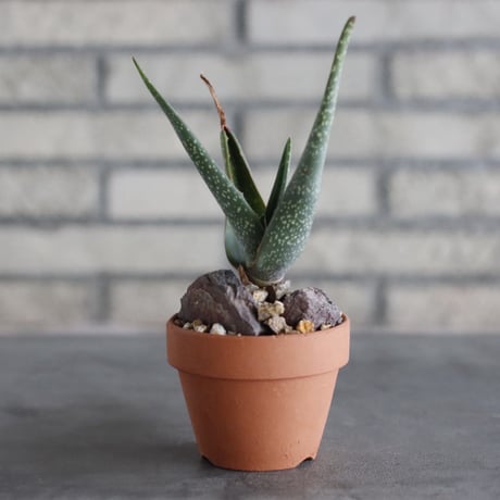 Aloe schoelleri × YAMABACHI(3号)  no.906/43