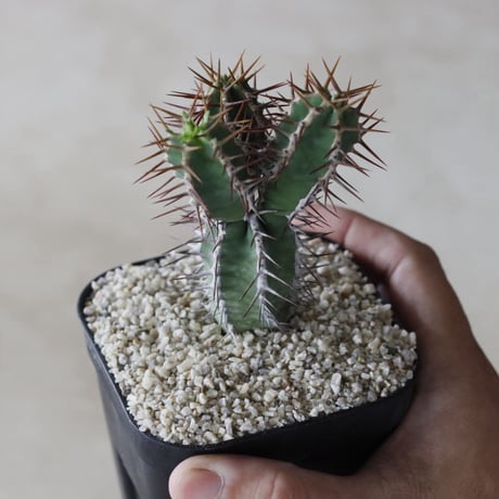 【tres】Euphorbia avasmontana (3.5号)  no.816/38
