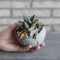 Ariocarpus 三角牡丹 × TAKERO NO TORUKO (3.5号)  no.1004/100