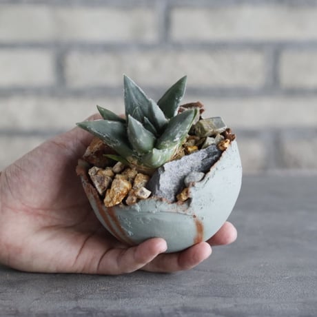Ariocarpus 三角牡丹 × TAKERO NO TORUKO (3.5号)  no.1004/100