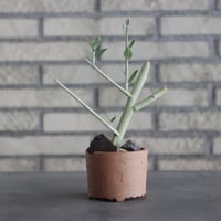 N/OH-TERRACOTTA MIX × Adenia pechuelii (3号)  no.730/8