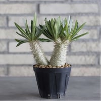 Pachypodium Inopinatum (3号鉢)  no.705/120