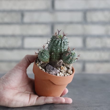 Euphorbia stellispina (群星冠) × YAMABACHI (3号)  no.906/45