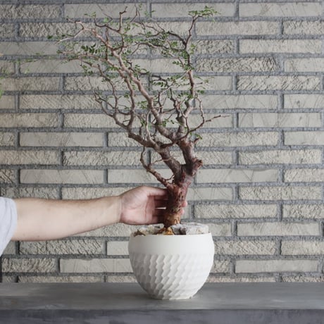 Commiphora monstrosa × N/OH (6号鉢)  no.712/1
