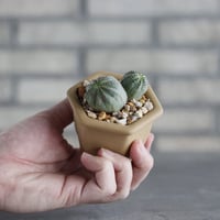 Euphorbia Obesa (マルチ)× nos pot (2.5号)  no.1004/144
