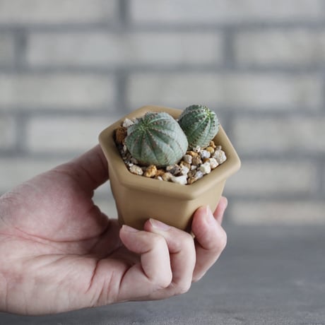 Euphorbia Obesa (マルチ)× nos pot (2.5号)  no.1004/144