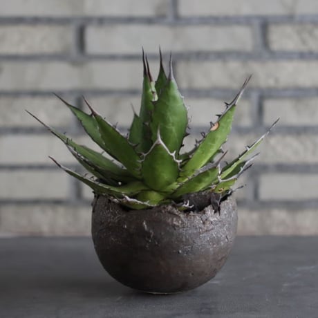Agave horrida × takero pot (5号)  no.920/31