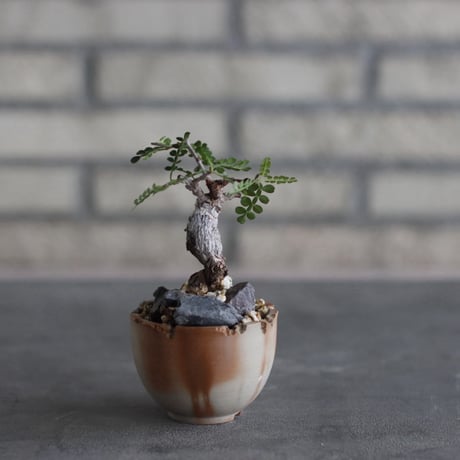 Operculicarya pachypus × takero pot (2.5号)  no.920/43