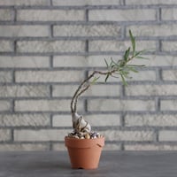 Pachypodium succulentum × YAMABACHI(3号)  no.906/19