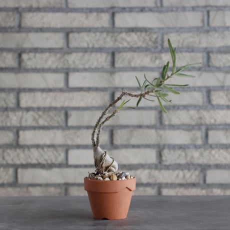 Pachypodium succulentum × YAMABACHI(3号)  no.906/19