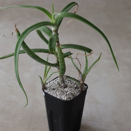 【tres】Aloe microdonta (3号)  no.816/40