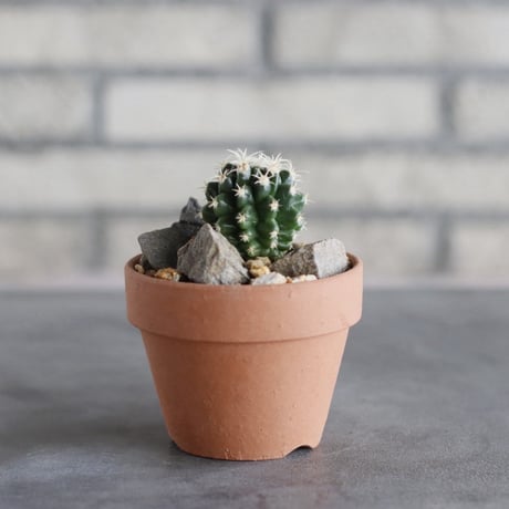 Echinocactus grusonii  (短刺金鯱) × YAMABACHI (3号)  no.913/88