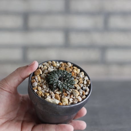 Ariocarpus kotschoubeyanus (姫牡丹) × takero pot (3号)  no.920/40