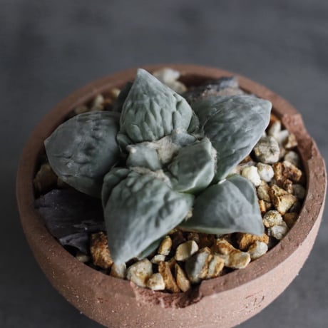 Ariocarpus 疣青磁牡丹 × N/OH (4.5号)  no.927/55