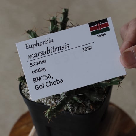 【tres】Euphorbia marsabitensis (3.5号)  no.816/33