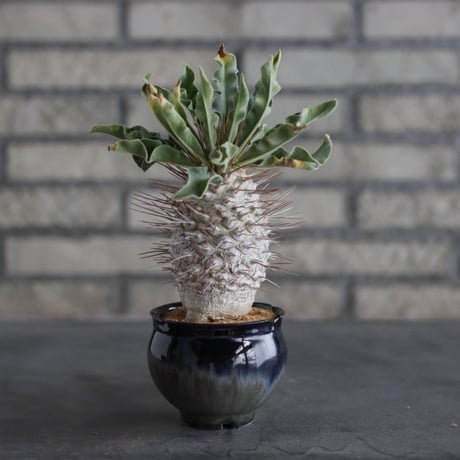 【The One】Pachypodium namaquanum (光堂) × 安西岳郎 / 中川智治 (3号)  no.823/11