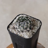 【tres】Haworthia semiviva (3号)  no.816/17