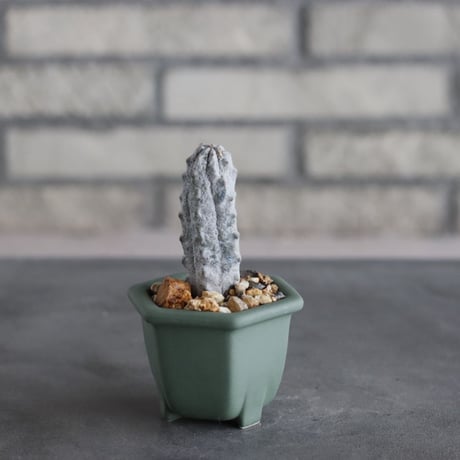 Euphorbia abdelkuri  × nos pot (2号)  no.712/38