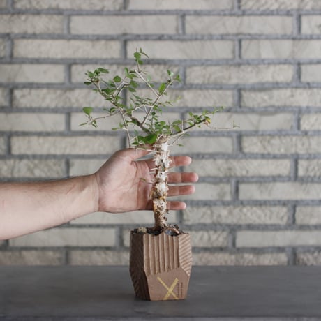 N/OH-TERRACOTTA MIX × Commiphora  simplicifolia (2.5号)  no.730/18