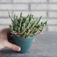 Euphorbia ornithopus (3号) ＋YAMABACHI  no.830/25.5