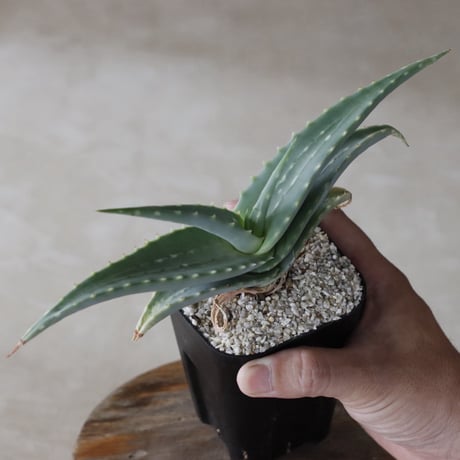 【tres】Aloe megalacantha (3号)  no.816/46