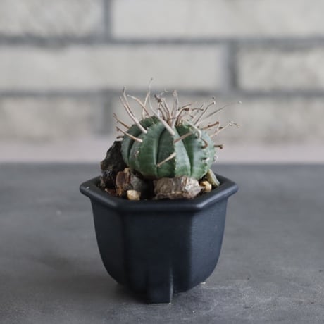 Euphorbia valida × nos pot (2号)  no.712/40