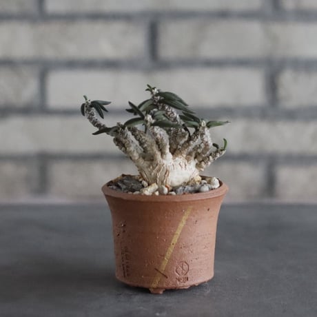 Euphorbia cylindrifolia × N/OH (2.5号)  no.906/54
