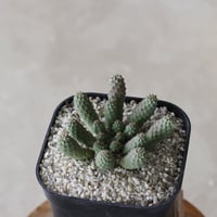 【tres】Euphorbia esculenta (3.5号)  no.816/27