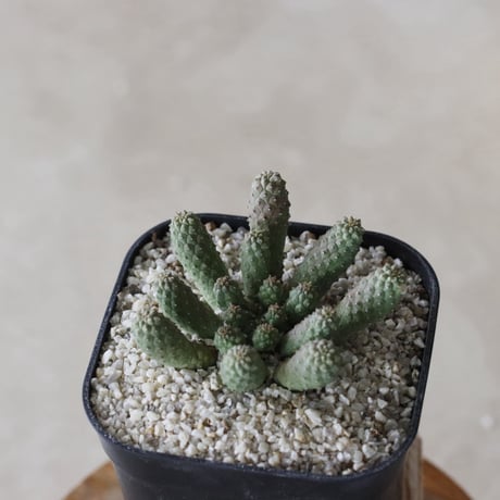 【tres】Euphorbia esculenta (3.5号)  no.816/27