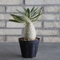 Pachypodium cactipes (3号鉢)  no.705/117