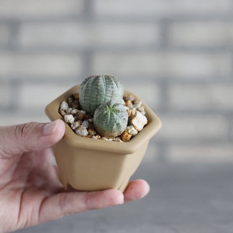 Euphorbia Obesa (マルチ)× nos pot (2.5号)  no.1004/144