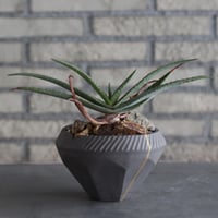Aloe lavranosii × N/OH (4号)  no.920/15