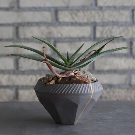 Aloe lavranosii × N/OH (4号)  no.920/15