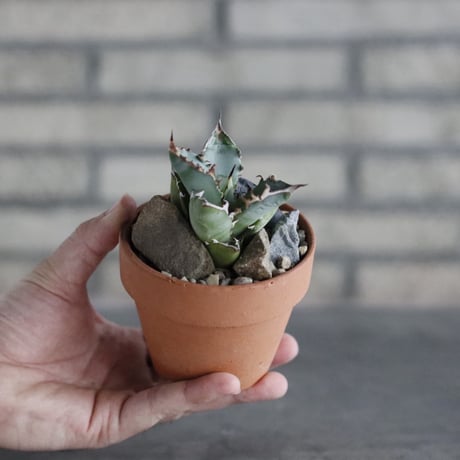 Agave sp. No.1 × YAMABACHI (3号)  no.906/50