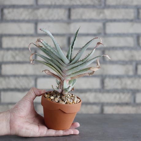 Aloe lineata × YAMABACHI (3号)  no.913/63