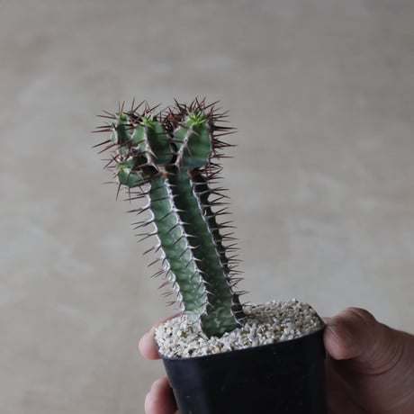 【tres】Euphorbia avasmontana (3号)  no.816/36.5