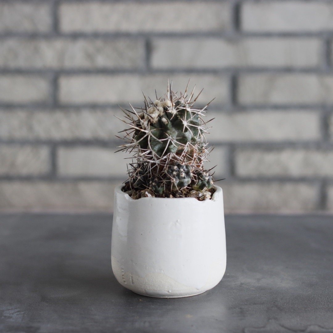 Copiapoa Carizalensis × N/OH (3号) no.712/10 |