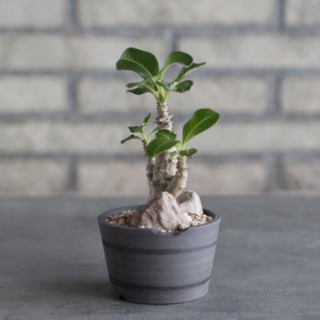 Pachypodium windsorii × N/OH (3号)  no.1004/103
