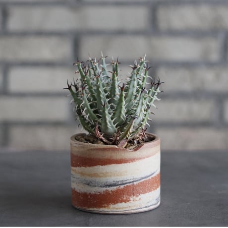 Aloe erinacea × N/OH (3号)  no.920/22