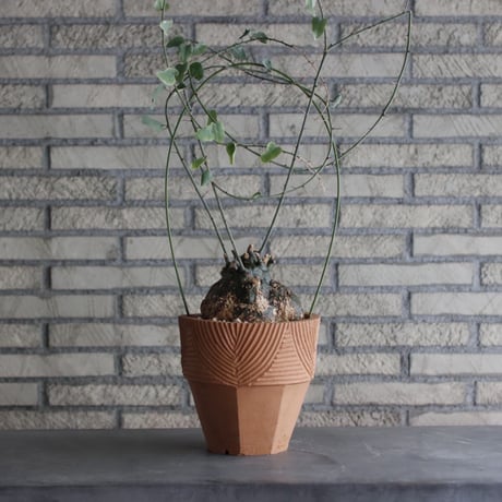 Adenia spinosa × N/OH (6号)  no.920/1