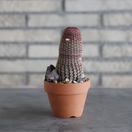 Echinocereus 紫太陽 × YAMABACHI (3号)  no.906/52