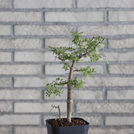 Bursera aptera (4号)  no.830/48