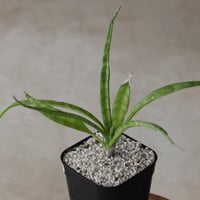 【tres】Sansevieria sp. (3号)  no.816/29