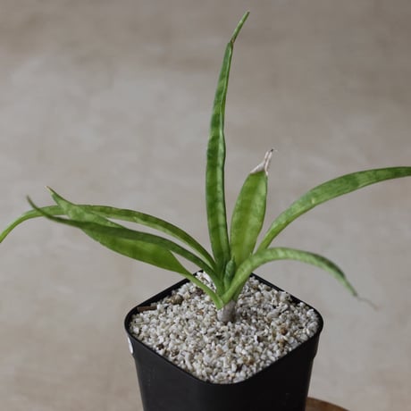 【tres】Sansevieria sp. (3号)  no.816/29