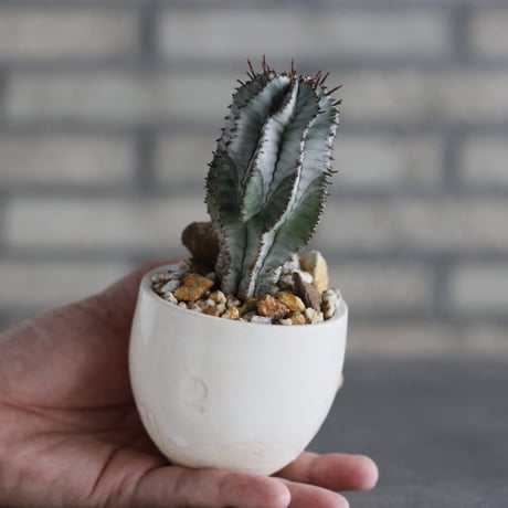 Euphorbia polygona × horrida × N/OH (3号)  no.920/25