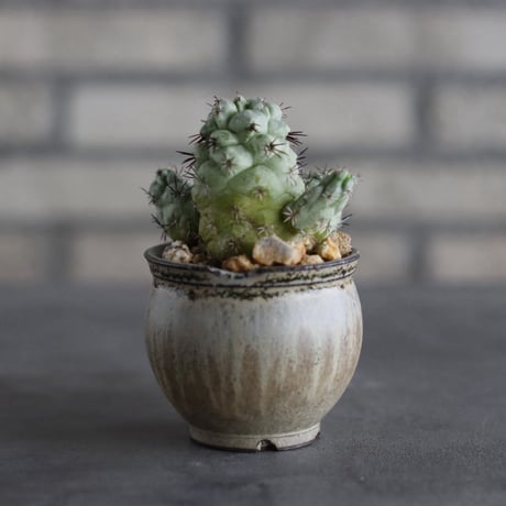 【芽の巣山】Ortegocactus macdougallii × 安西岳郎 / 中川智治 (2.5号)  no.823/41