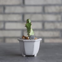 Euphorbia tortirama  × nos pot (2.5号) no.1004/139