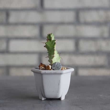 Euphorbia tortirama  × nos pot (2.5号) no.1004/139